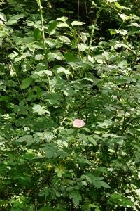 <i>Rosa canina</i>