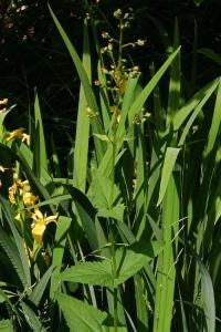 <i>Scrophularia nodosa</i>