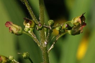 <i>Scrophularia nodosa</i>