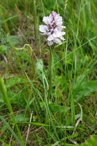 <i>Dactylorhiza maculata</i>