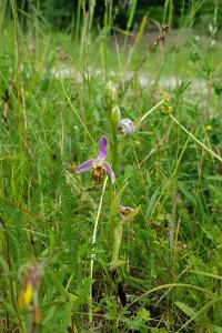 <i>Ophrys apifera</i>