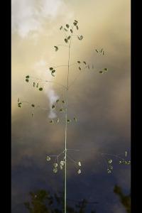 <i>Briza media</i>