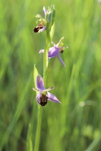 <i>Ophrys apifera</i>