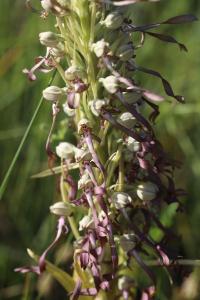 <i>Himantoglossum hircinum</i>