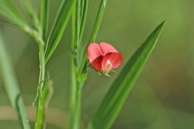 <i>Lathyrus sphaericus</i>