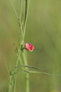 <i>Lathyrus sphaericus</i>