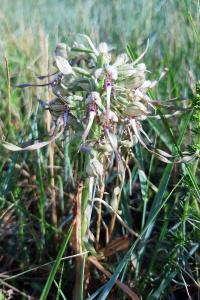 <i>Himantoglossum hircinum</i>
