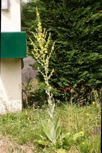 <i>Verbascum pulverulentum</i>