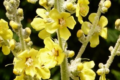 <i>Verbascum pulverulentum</i>