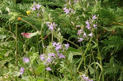 <i>Campanula rapunculus</i>