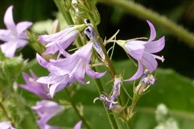 Campanulaceae