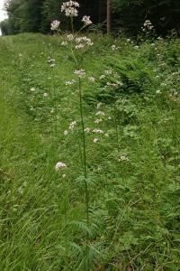 <i>Valeriana officinalis</i>