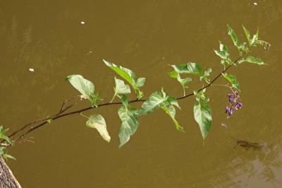 <i>Solanum dulcamara</i>