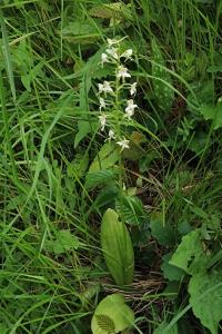 <i>Platanthera chlorantha</i>