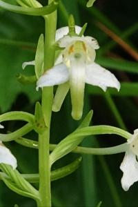 <i>Platanthera chlorantha</i>