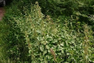 <i>Urtica dioica</i>