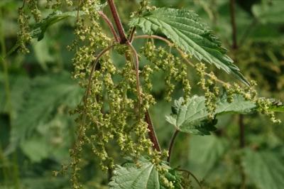 Urticaceae