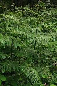 <i>Pteridium aquilinum</i>