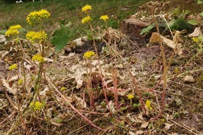 <i>Petrosedum rupestre</i>