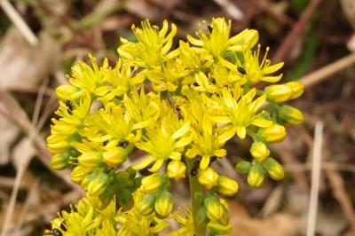 <i>Petrosedum rupestre</i>