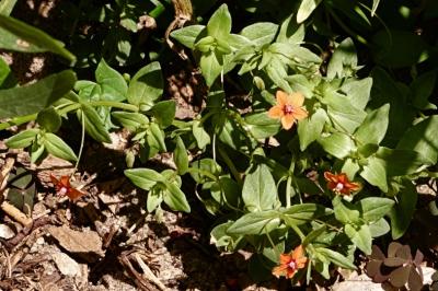 <i>Lysimachia arvensis</i>