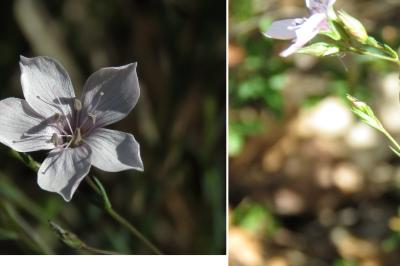 <i>Linum tenuifolium</i>