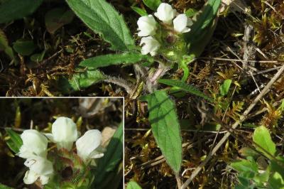 <i>Prunella laciniata</i>