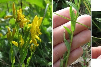 <i>Genista tinctoria</i>