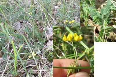 <i>Coronilla minima</i>