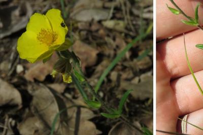 <i>Helianthemum nummularium</i>