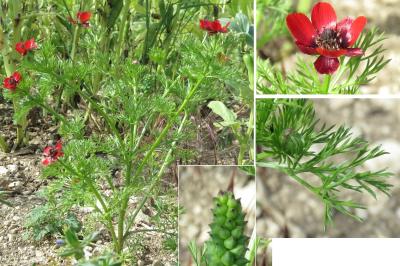 <i>Adonis annua</i>