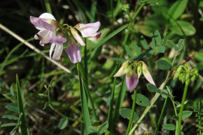 Coronilla varia