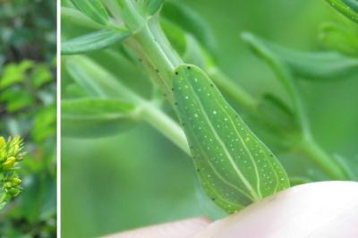 Hypericum perforatum
