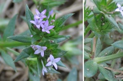 <i>Sherardia arvensis</i>