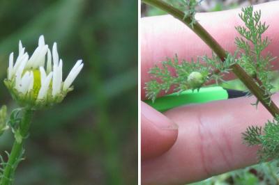 <i>Tripleurospermum inodorum</i>