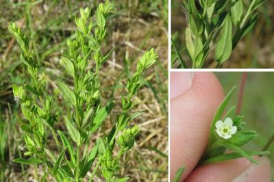 <i>Lithospermum officinale</i>