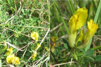 <i>Cytisus lotoides</i>