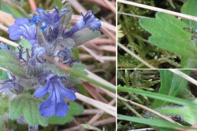<i>Ajuga genevensis</i>