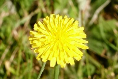 <i>Hypochaeris radicata</i>