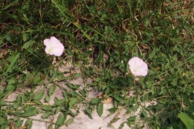 <i>Convolvulus arvensis</i>