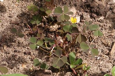 <i>Oxalis corniculata</i>