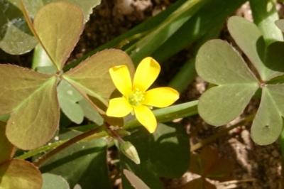 <i>Oxalis corniculata</i>