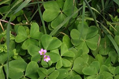 <i>Oxalis latifolia</i>