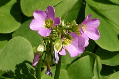 <i>Oxalis latifolia</i>