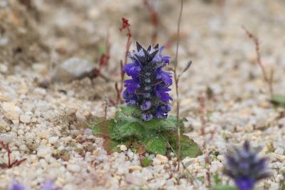 <i>Ajuga genevensis</i>