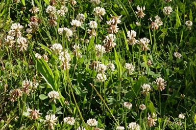 <i>Trifolium repens</i>