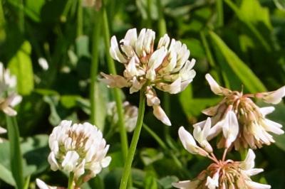 <i>Trifolium repens</i>