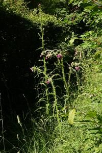 <i>Cirsium palustre</i>