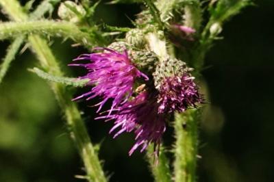 <i>Cirsium palustre</i>