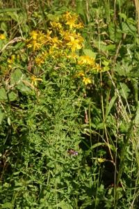 <i>Hypericum pulchrum</i>